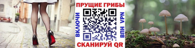 Псилоцибиновые грибы Psilocybine cubensis  Калачинск 